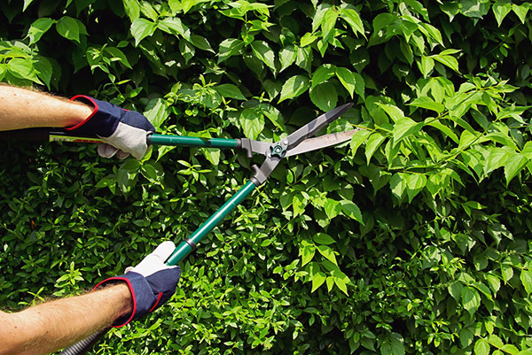 Hedge trimming